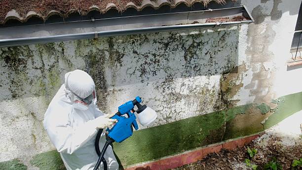 Trusted Attic Mold Removal service in Spruce Creek, PA - Cheap Mold Removal